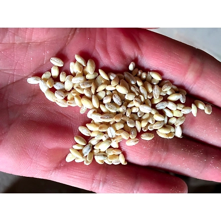 Barley