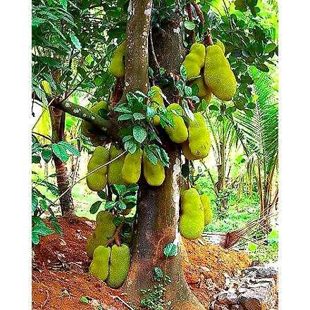 Jackfruit