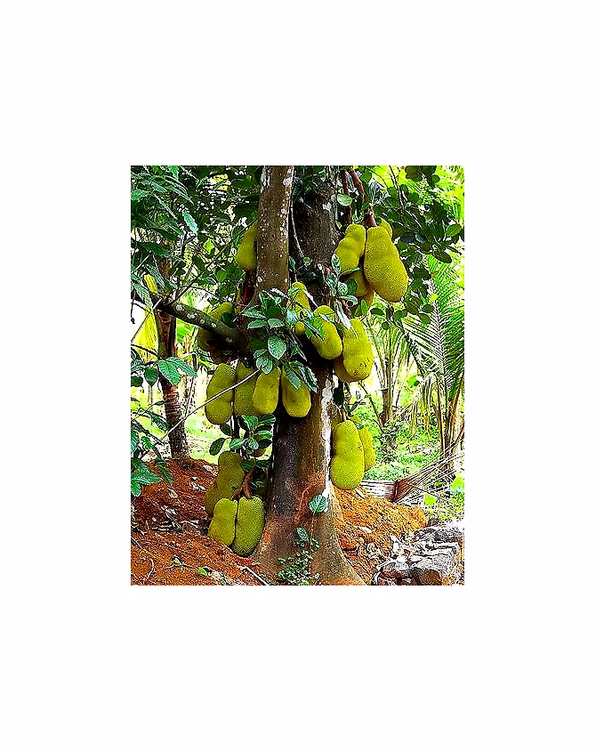 Jackfruit