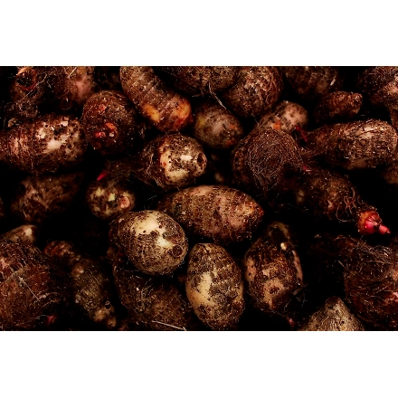 Yam/Elephant Foot