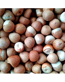 Beetle Nuts