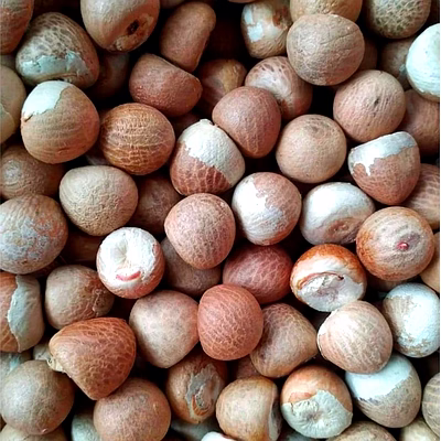 ptc global beetle nuts