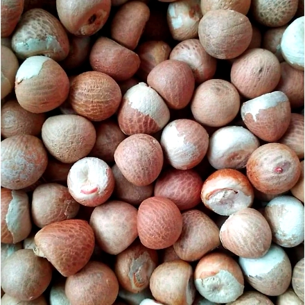 Beetle Nuts