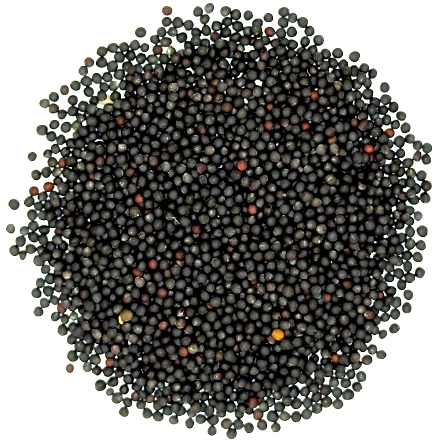 Spring Canola
