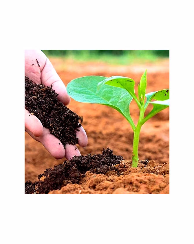 Organic Manure