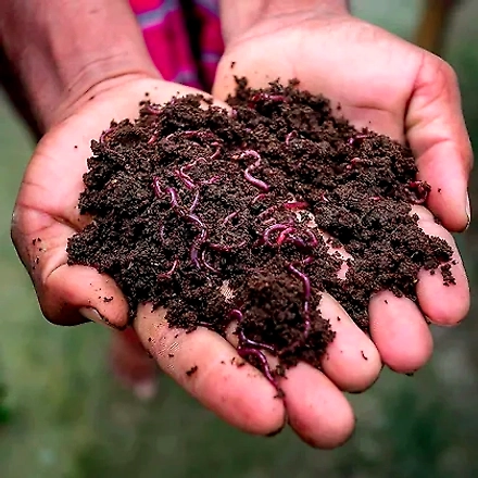 Organic Manure