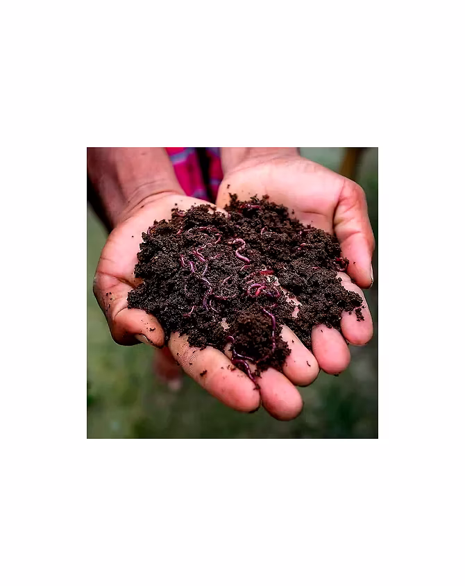 Organic Manure