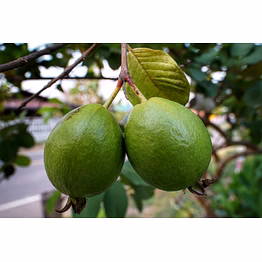 ptc global guava