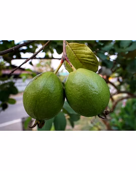 Guava