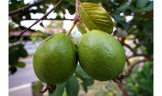 Guava