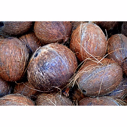 ptc global coconut