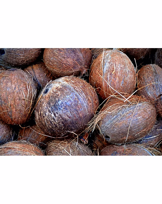 Coconut-PTC1016