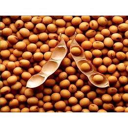 ptc global soya beans