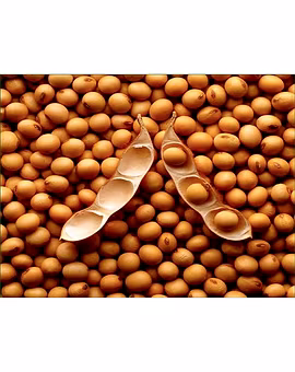 Soya Beans