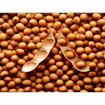 ptc global soya beans