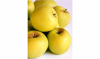 Golden apple