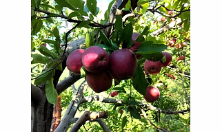 Delicious royal apple