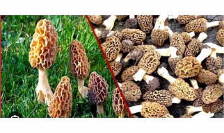 Morel mushroom (gucchi mushroom)