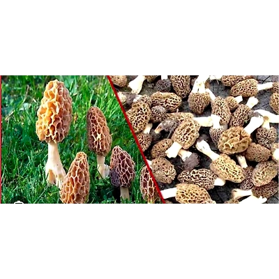 Morel mushroom (gucchi mushroom)