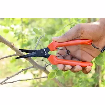 FALCON ROSE HARVESTER BY PASS PRUNING SECATEUR (FBT- 40)-3