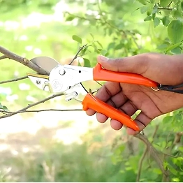FALCON ANVIL TYPE PRUNING SECATEUR ECONOMY-M2