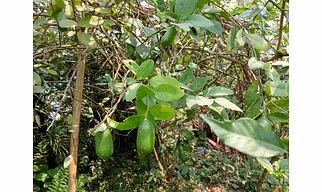 Assames Kaji Namu Lemon