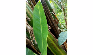 Banana Leaves