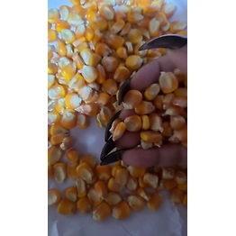 Maize
