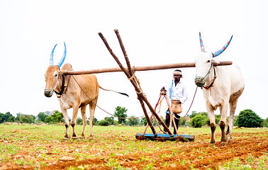 plough image 2
