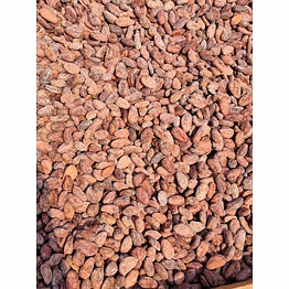 cocoa bean