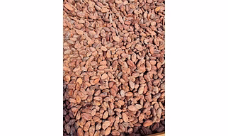 cocoa Bean