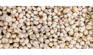 FOXNUTS
