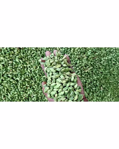 GREEN CARDAMOM-2
