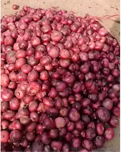 ONIONS-3