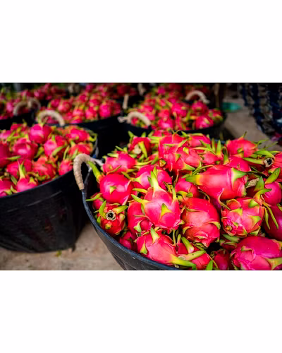DRAGONFRUIT-2