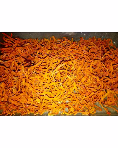 CORDYCEPS MILITARIS-1