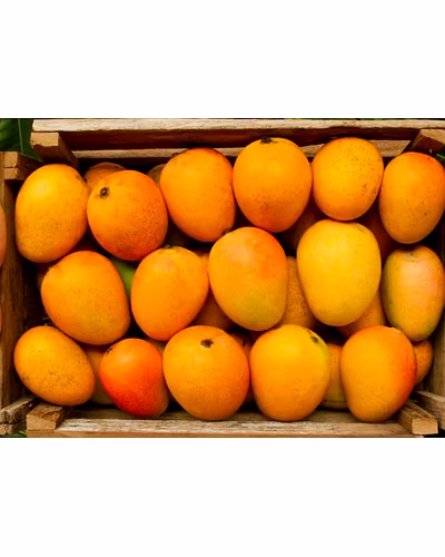 ALPHONSO MANGO-7