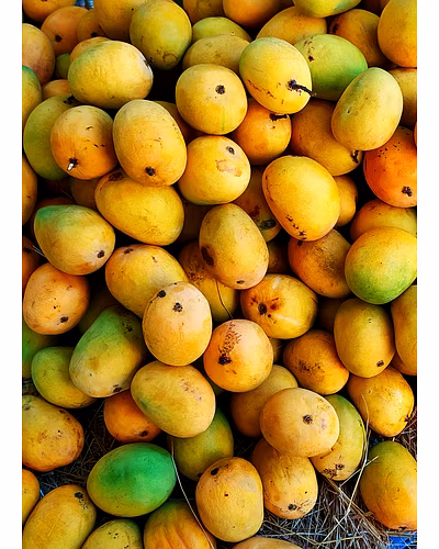 ALPHONSO MANGO-6