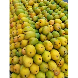 ALPHONSO MANGO