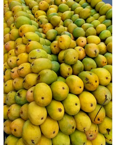 ALPHONSO MANGO-4