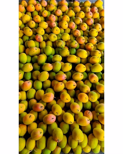 ALPHONSO MANGO-5