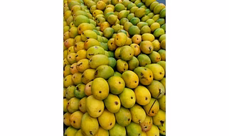 ALPHONSO MANGO