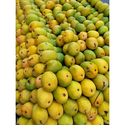 ALPHONSO MANGO