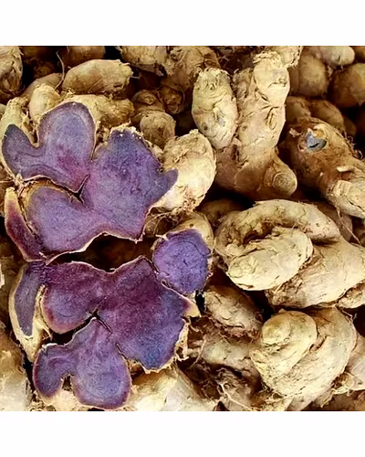 BLACK GINGER-2