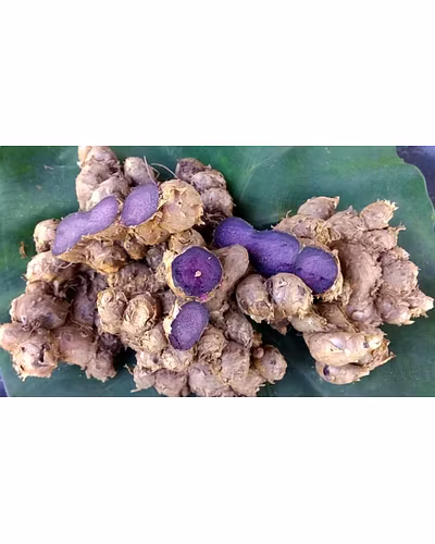 BLACK GINGER-3