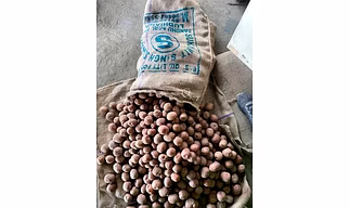 Potato