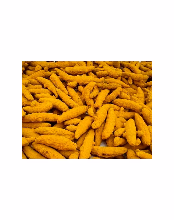 Turmeric Finger-4