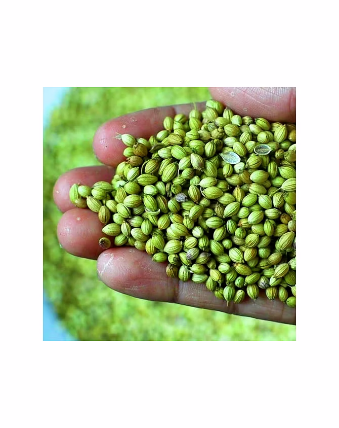 Coriander seed-3