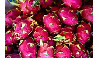 DRAGON FRUIT