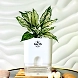 Aglaonema White Plant-GP-003_Pot-LG_Color-WhiteBig-sm